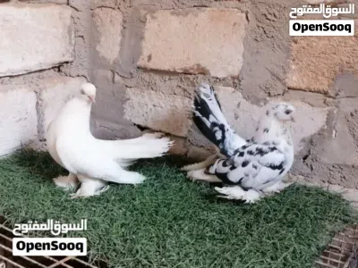 كوبيا روسي مدحية ماشاء الله تبارك الله لاقوة الا بالله 2