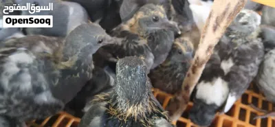 حمام فروخ للبيع 2