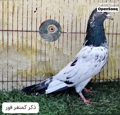 للبيع حمام باكستاني 4