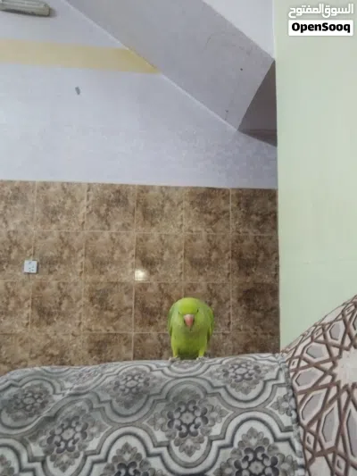 الببغاء الخضر 3