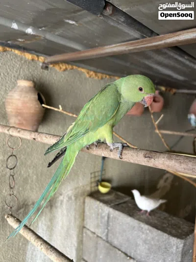 بغبغا دره انثا 3
