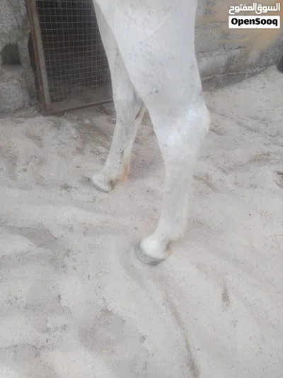 فرس مهجنه للبيع 3