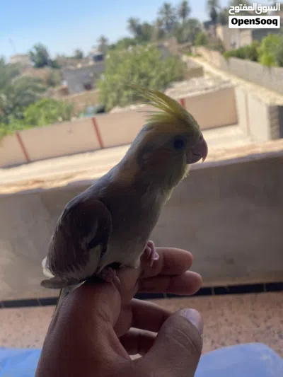 طرف كوكتيل مروض ربي يبارك 4