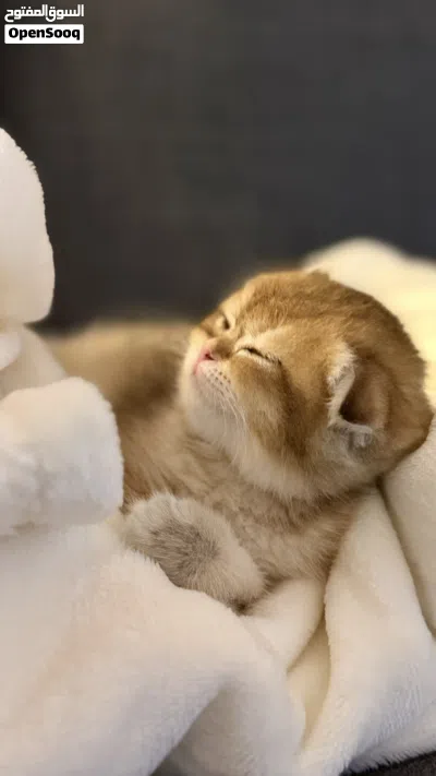 Kitten british short hair 3