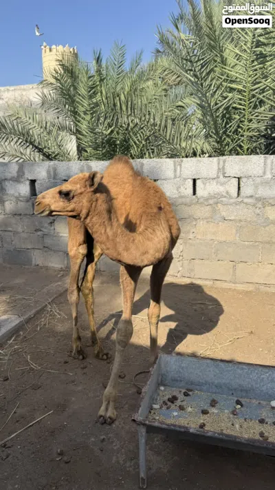 جعود سمييين 2