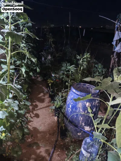 موجود شتل ورد جوري نخب جميع لالوان -موجود مخلب القط -كلونيا -تين -عنب -ريحان -حصلبان -ميرميه -صبار 4