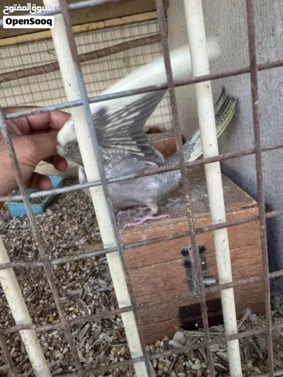 للبيع كوكتيل اليف 3
