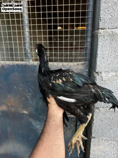 ديك باتشو نسل قوي 4