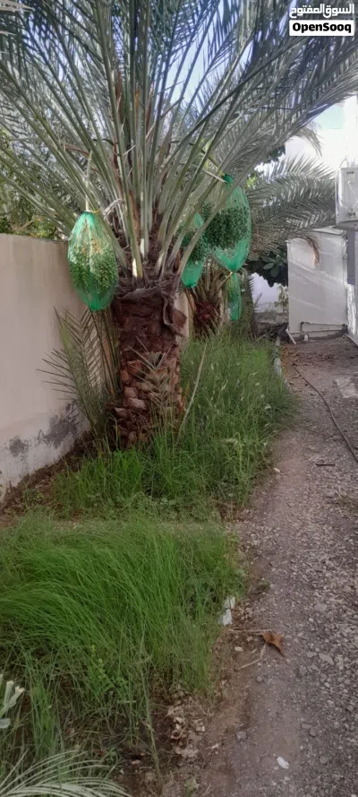 البيت المتكامل للبيع 3