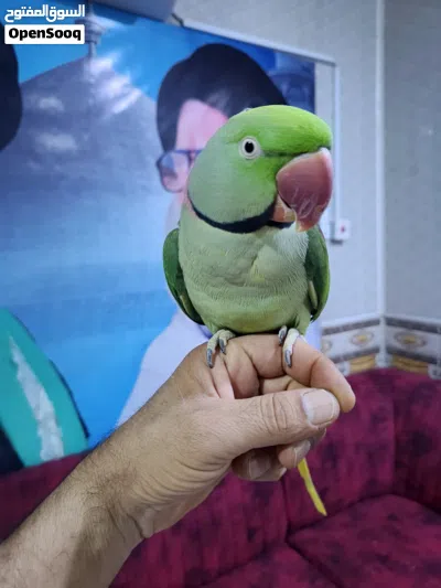 زوج ببغاء دره امريكي 4