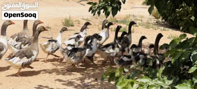 وز كيرلي سلالة تبارك الرحمان اقرا وصف 2