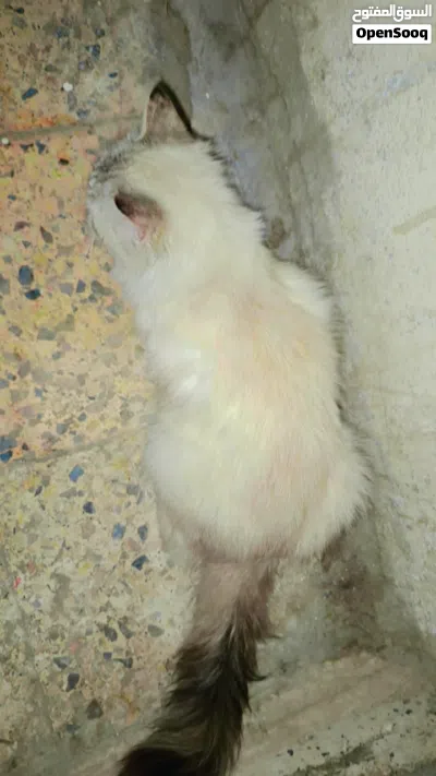 قط هملايا نقي أنثى 2