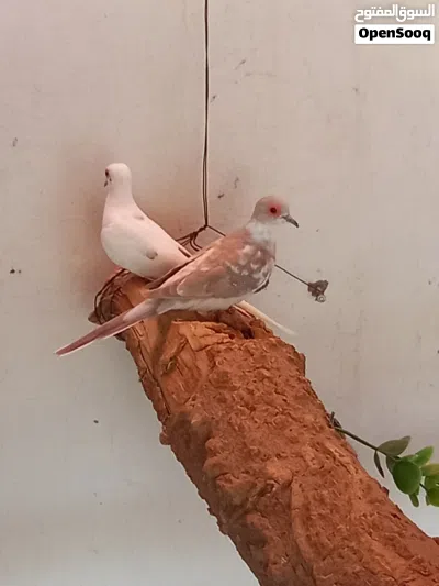 زوجين زوج دوف المكسيكي زوج اليمام الماسي المنقط 3