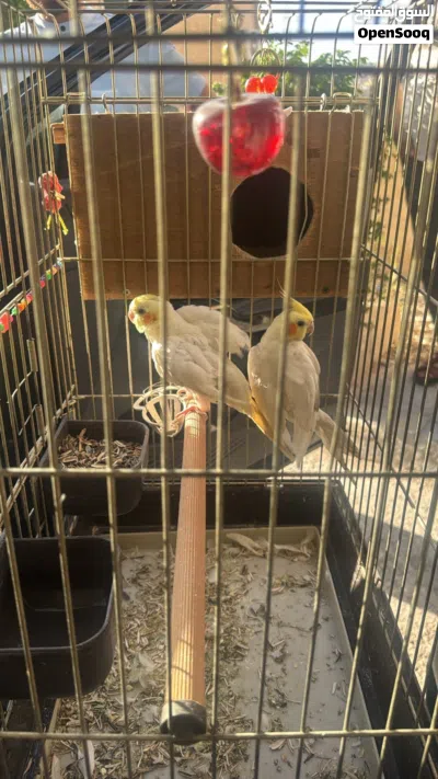 جوز.كوكتيل اصفر نزال بغيار 2