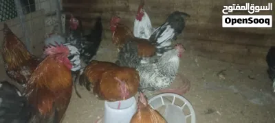 فراريج ربي يبارك عز ماتكسب ويمشوا لتكسيب 3