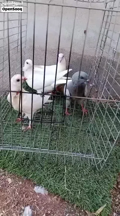 متاح 4 فراخ و طيره هزاز للبيع 4