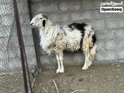 كبش سمين العمر سنتين تريده انتاج او لحم 4