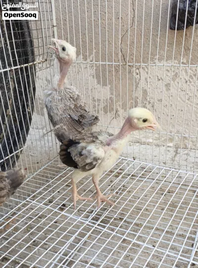 دجاجتين وديج ابو ركيبه دندراوي فاتح العمر شهر 2