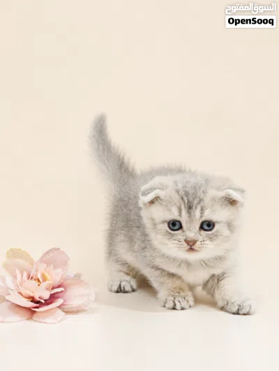 Limited Offer on Kittens 3