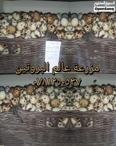 undefined 3
