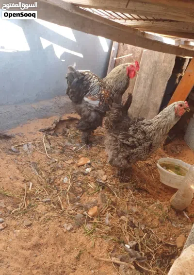 دجاج براهما درجة اولى 4