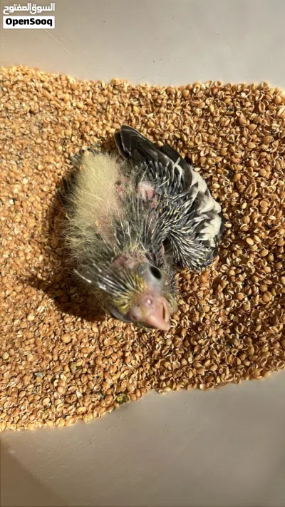 كوكتيل ترويض للبيع 4