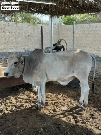 للبيع ثور مطعوم 2