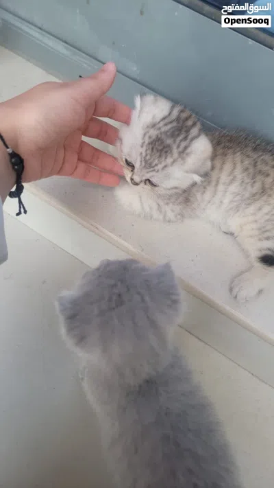 قطط سكوتش فولد 2