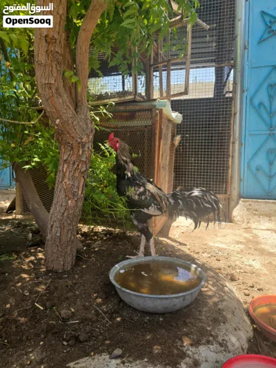 زوج دجاج باكستاني 4