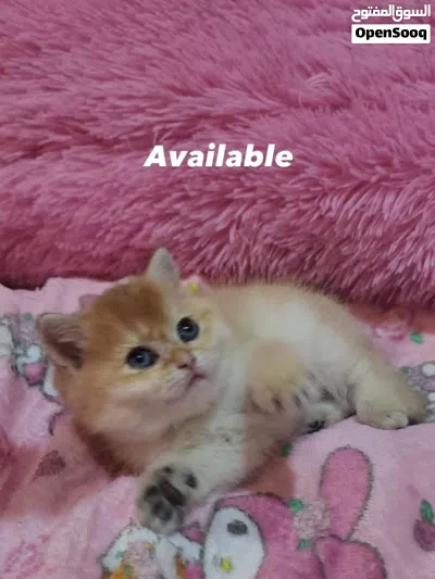 كيتن سكوتش للبيع 2