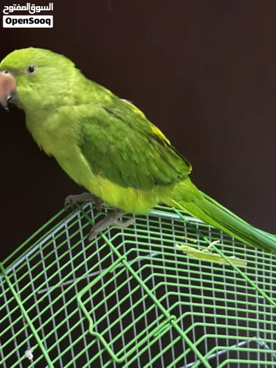 Very active parrot 2