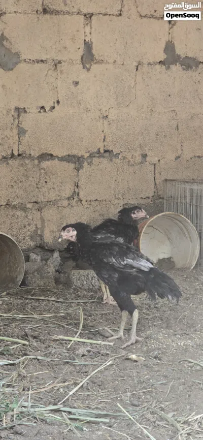 دجاج بكستاني اصلي 2