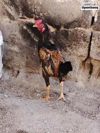 undefined 2