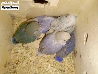 طيور روز فراخ للزق اليدوي قريب فطم عمر شهر اجمل الالوان صحه ونظافه باقي (2) 2
