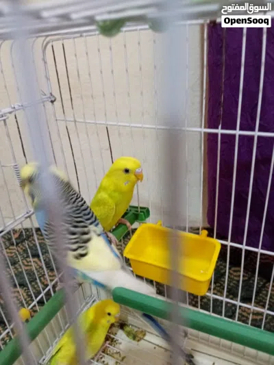 صلي على النبي 2