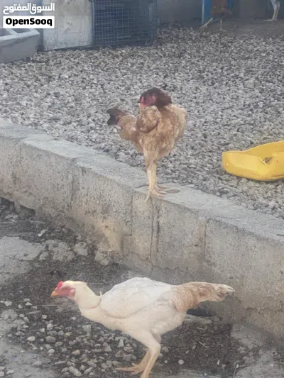 دجاج باكستاني سندي 3