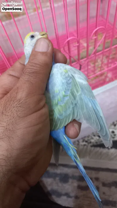 نثيتين وفحل 4