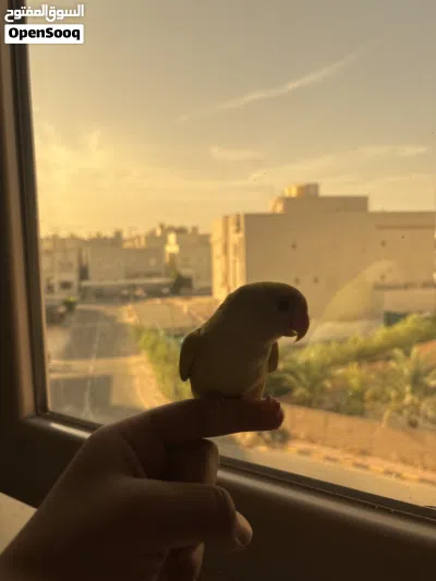 روز لوف بيرد ربوه اللون اصفر 3