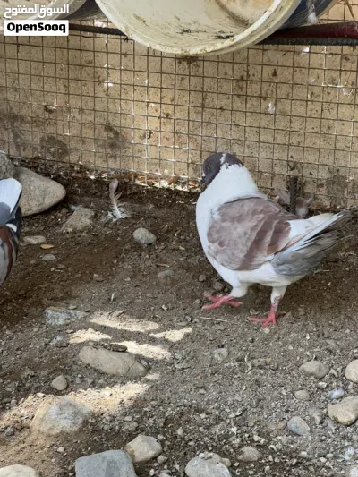 طيور مدينه اوروبي ذكر جاهز لزواج 2