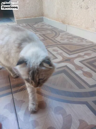 قطة سكوتش ف هملايا 2