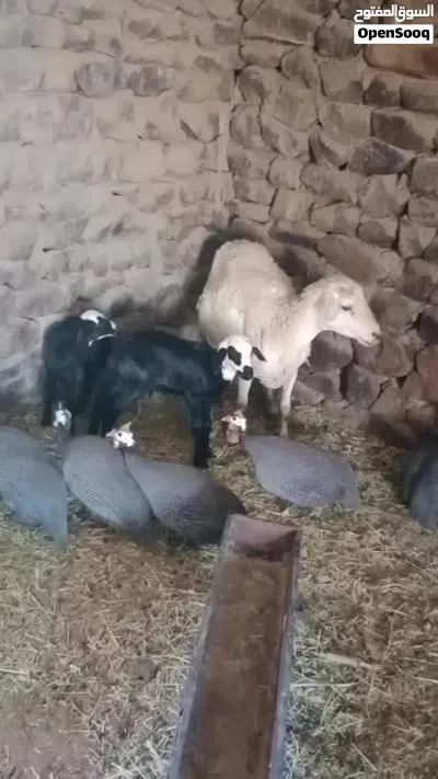 بيع المواشي 3