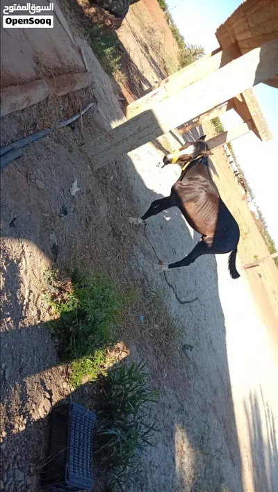 خيال عربي هجين سعر5الف عمره سن 3