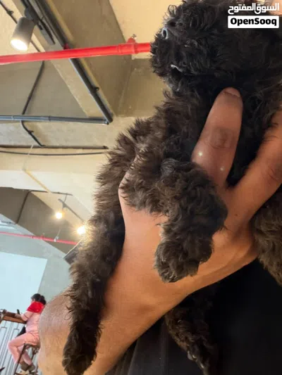 Poodle puppy available vaccinated 2