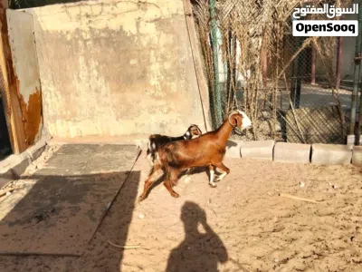 Goats sale Sharjah al zubair 2