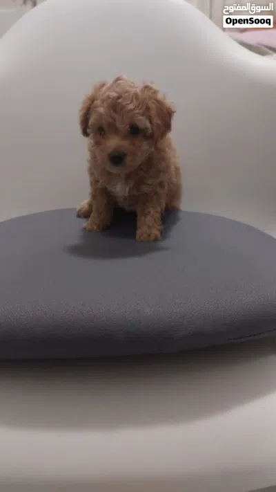 متوفر جروة مالتيبو اناث MALTIPOO PUPPY FEMALE AVAILABLE 4