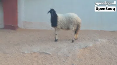 فطيمه وطنيه الله يبارك عمرها ف7شهور سليمه من الامراض متع تربيه مشالله.. 2