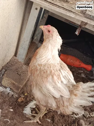 دجاج عرب نضيفات كلش صحه فول بياضات 4