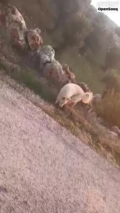 كلاب للبيع 2