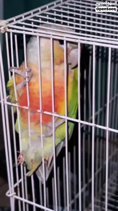 طير كنيور للبيع 3