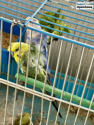 زوز كوبيات هوقو رومو لون و درجة و وردات ربي يبارك للبيع 3